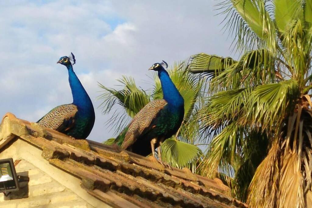 Vakantiehuis Cortijo San Jose *